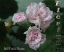 dimetris.com.ua:альбомы:sweet:milfield_rose.jpg