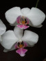 dimetris.com.ua:альбомы:tanya-vip:орхидея_фаленопсис.jpg