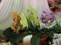 dimetris.com.ua:альбомы:tatianavna:мои_орхидейки.jpg