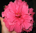 dimetris.com.ua:альбомы:yarmak-viktoriya:гибискус_малиновый.jpg