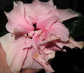 dimetris.com.ua:альбомы:yarmak-viktoriya:розовый_махровый_гибискус.jpg