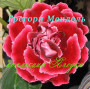 dimetris.com.ua:альбомы:yarmak-viktoriya:gregory_mendel.jpg