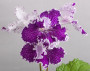 dimetris.com.ua:загрузки:alchimik:moda:ds-serdze_kaya.jpg
