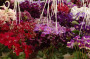 dimetris.com.ua:загрузки:alchimik:moda:vistavka_streptokarpus.jpg