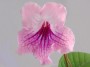 dimetris.com.ua:загрузки:alchimik:pink_streptocarpus.jpg