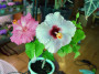 dimetris.com.ua:загрузки:alchimik:selectioners:hibiskus.jpg