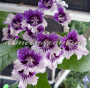 dimetris.com.ua:загрузки:alchimik:selectioners:venerastr.jpg