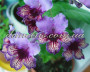 dimetris.com.ua:загрузки:alchimik:selectioners:viola.jpg