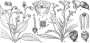 dimetris.com.ua:загрузки:gesneri:flower.jpg