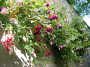 dimetris.com.ua:загрузки:images:1:fuchsia.jpg
