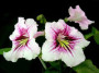 dimetris.com.ua:загрузки:images:1:smooched2.jpg