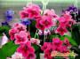 dimetris.com.ua:загрузки:images:delenie_kusta:aly_s_rose.jpg