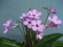 dimetris.com.ua:загрузки:people:215-2-haru-no-yoi.jpg