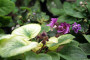 dimetris.com.ua:загрузки:selekcionery:firat_blume.jpg