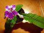dimetris.com.ua:загрузки:statya_nata:dscn2658.jpg