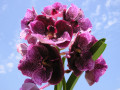 dimetris.com.ua:загрузки:vanda:vandananebe.jpg