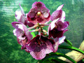 dimetris.com.ua:загрузки:vanda:vandavruke.jpg