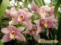 dimetris.com.ua:каталог:cymbidium_burgundian_chateau.jpg
