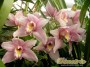 dimetris.com.ua:каталог:cymbidium_burgundian_chateau.jpg