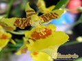 dimetris.com.ua:каталог:oncidium_1.jpg