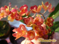 dimetris.com.ua:каталог:oncidium_mini.jpg