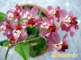 dimetris.com.ua:каталог:oncidium_twinkle.jpg