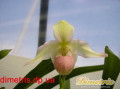 dimetris.com.ua:каталог:phragmipedium_sedenii.jpg