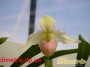 dimetris.com.ua:каталог:phragmipedium_sedenii.jpg