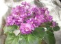 dimetris.ru:цветы:а.сергеева:avs-осенний_дождь.jpg