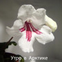 dimetris.ru:цветы:в.парамонов:утро_в_арктике.jpg
