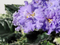 dimetris.ru:цветы:е.лебецкая:ле-воздушные_замки_2.jpg
