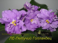 dimetris.ru:цветы:е.лебецкая:ле-летучий_голландец.jpg