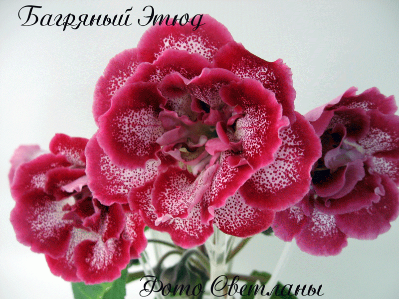 dimetris.ru:цветы:е.слюсарь:багряный_этюд.jpg