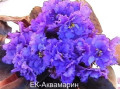 dimetris.ru:цветы:коршунова:ек-аквамарин.jpg