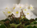 dimetris.ru:цветы:a.dates:snowy_morning_2.jpg