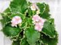 dimetris.ru:цветы:a.droege:alys_key_lime_pie.jpg