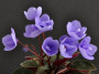 dimetris.ru:цветы:a.fischer:ballet_loni.jpg