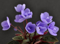 dimetris.ru:цветы:a.fischer:ballet_loni.jpg
