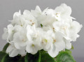 dimetris.ru:цветы:a.fischer:ballet_snowcone.jpg