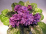 dimetris.ru:цветы:b.bryant:blackie_bryant_2.jpg