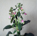 dimetris.ru:цветы:batcheller:beltane.jpg