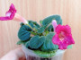 dimetris.ru:цветы:belisle:country_shortcake.jpg