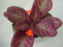 dimetris.ru:цветы:blansit:plum_country.jpg