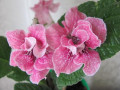 dimetris.ru:цветы:burchett:ruffled_rose.jpg