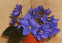 dimetris.ru:цветы:croteau:peace_maker.jpg