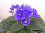 dimetris.ru:цветы:croteau:peace_maker_2.jpg