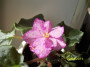 dimetris.ru:цветы:croteau:robert_mayer.jpg