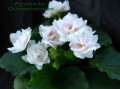 dimetris.ru:цветы:d.rollins:kentucky_gooseberries.jpg