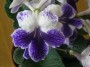 dimetris.ru:цветы:d.thompson:purple_panda_2.jpg