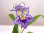 dimetris.ru:цветы:dibley:seren.jpg